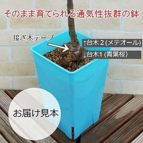果樹苗 ベランダさくらんぼ サクランボ ナポレオン 植え替えせずに育てられる7号スリット鉢植え 家庭栽培 ベランダ栽培 同梱不可 N B Cherry Napoleon イングの森 花 苗 育て方 通販 Yahoo ショッピング