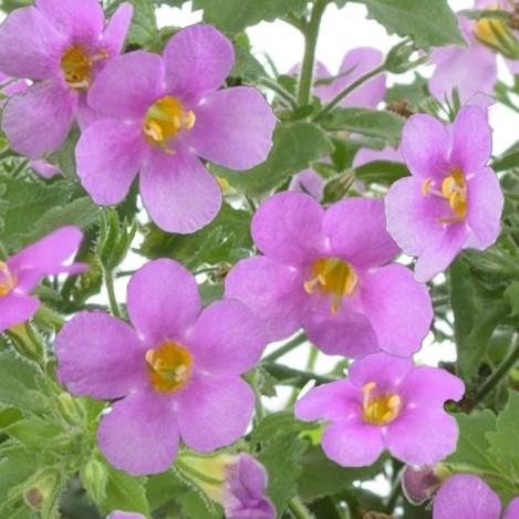 バコパ ガリバー ピンク １株 宿根草 寄せ植え グランドカバー 季節の鉢花に N Bacopa Gulliver Pink イングの森 花 苗 育て方 通販 Yahoo ショッピング