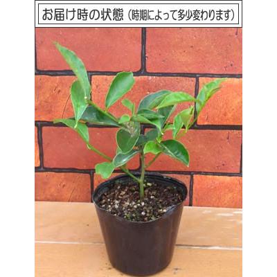 ニオイバンマツリ 花 苗 蕃茉莉 1株 9cmポット ばんまつり ジャスミンの香り漂う 半耐寒性 常緑低木 N Banmatsuri イングの森 花 苗 育て方 通販 Yahoo ショッピング