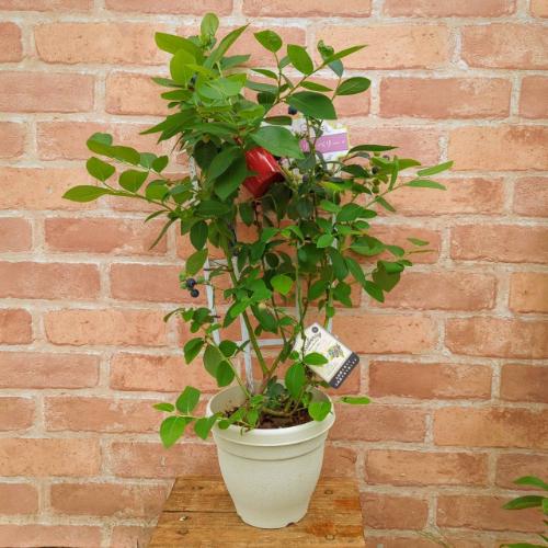 果樹苗 ブルーベリー サザンハイブッシュ系 2品種植え（シャープブルー