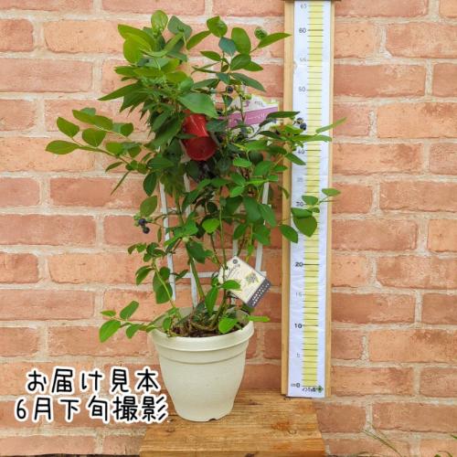 果樹苗 ブルーベリー サザンハイブッシュ系 2品種植え（シャープブルー
