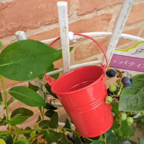 果樹苗 ブルーベリー サザンハイブッシュ系 2品種植え（シャープブルー