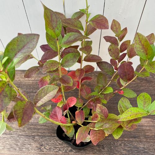 果樹苗 ブルーベリー ノーザンハイブッシュ系5種類 ブルーレイ