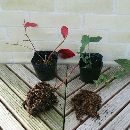 果樹苗 ブルーベリー 苗木 ビッグスーパー ノーザンハイブッシュ系