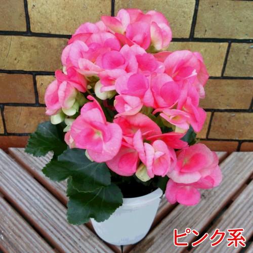 非耐寒性多年草 カラフル リーガスベゴニア 選べる5色 4号鉢 季節の鉢花 N Begobego イングの森 花 苗 育て方 通販 Yahoo ショッピング