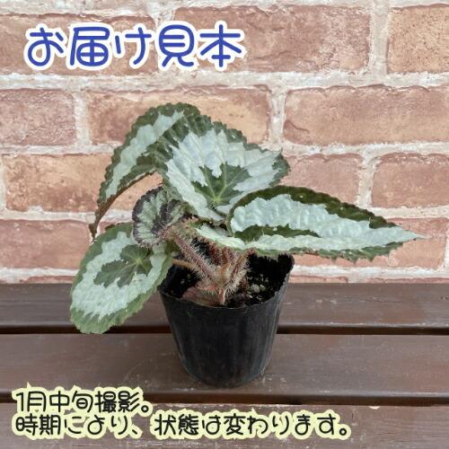 レックスベゴニア レックス 3.5号 (直径10.5cm) ポット苗 1個 半耐寒性
