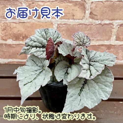 レックスベゴニア ライバル 3.5号 (直径10.5cm) ポット苗 1個 半耐寒性