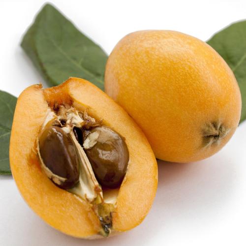 最大40 Offクーポン ビワの木 果樹 苗 大房 おおぶさ びわ 枇杷 4 5号 直径13 5cm ポット苗 常緑樹 庭 鉢植え Aynaelda Com