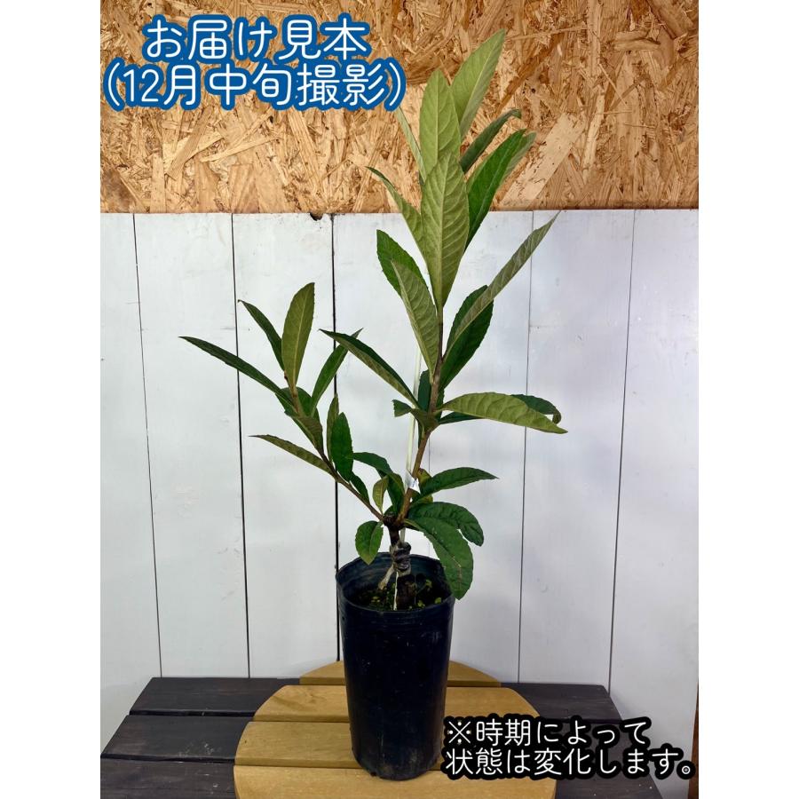果樹苗 ビワ 幻の白びわ 4.5号（直径13.5cm）ポット苗 : イングの森