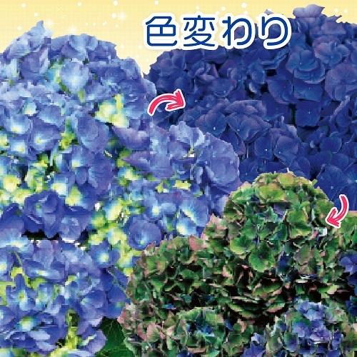 紫陽花 花 苗 ブルーアース 色変わりあじさい 碧い地球 アジサイ 9cmポット 色変化 イングリッシュガーデン N Blue Earth イングの森 母の日 プレゼント ギフト 花 通販 Yahoo ショッピング