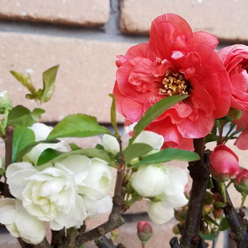 ボケ 花 鉢植え 苗木 木瓜 春 5号鉢 選べる2種 落葉樹 生け垣 N Boke 5spp イングの森 花 苗 育て方 通販 Yahoo ショッピング