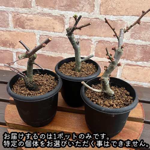 ボケ(木瓜) 放春花 黒潮 3.5号鉢 (直径10.5cm) 1個 落葉低木 庭木 盆栽