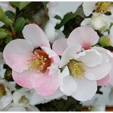 ボケ(木瓜) 放春花 白牡丹 3.5号鉢 (直径10.5cm) 1個 落葉低木 庭木