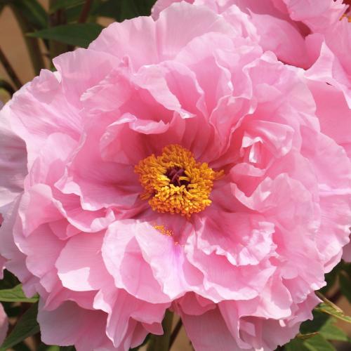 牡丹 花 苗 ボタン 鉢植え 春 花遊 ハナアソビ 豪華 多弁 八重 半抱え咲き 6号 直径18cm 2 3年物 ぼたん N Botan Hana イングの森 花 苗 球根 育て方 通販 Yahoo ショッピング