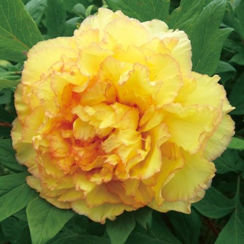 牡丹 花 鉢植え金鵄 豪華多弁咲き 6号鉢 直径18cm 花 鉢植え 2 3年物 N Botan Kkei イングの森 花 苗 育て方 通販 Yahoo ショッピング