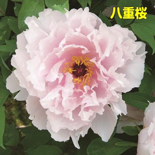 牡丹 花 ぼたん ボタン 鉢植えピンキーコレクション ピンク系でお勧めをご紹介 6号鉢 直径18cm 2 3年物 N Botan P イングの森 花 苗 育て方 通販 Yahoo ショッピング