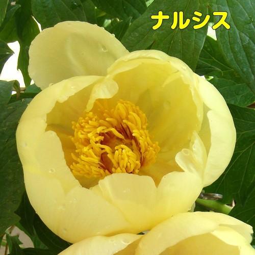 牡丹 花 ぼたん ボタン 鉢植えイエローコレクション 黄色系でお勧めを