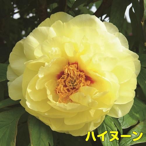 牡丹 花 ぼたん ボタン 鉢植えイエローコレクション 黄色系でお勧めをご紹介 6号鉢 直径18cm 2 3年物 N Botan Y イングの森 花 苗 育て方 通販 Yahoo ショッピング