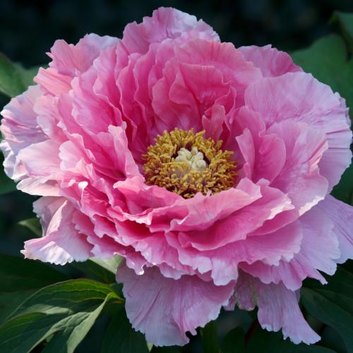牡丹 花 苗 ボタン 鉢植え 八千代椿 豪華多弁 抱え咲き 八重 6号 直径18cm 2 3年物 N Botan Yachi イングの森 花 苗 育て方 通販 Yahoo ショッピング