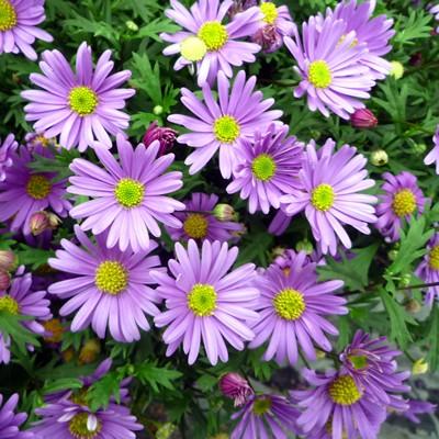 ブラキカム 花 苗 ブラスコバイオレット 姫コスモス １株 宿根草 ブラキスコメ 寄せ植え N Brachycome Blascoviolet イングの森 母の日 プレゼント ギフト 花 通販 Yahoo ショッピング