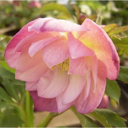 クリスマスローズ 花 苗 八重咲きピンク系ダブル 9cmポット苗 松村