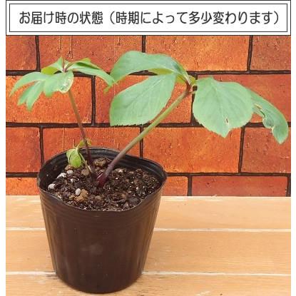 クリスマスローズ 花 苗 八重咲きピンク系ダブル 9cmポット苗 松村