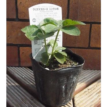 クリスマスローズ 苗 一重咲き アプリコット系シングル 9cmポット苗 松村園芸 実生選抜苗 N C46 Cr S Apricot イングの森 花 苗 育て方 通販 Yahoo ショッピング