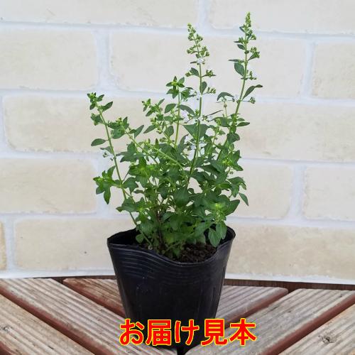 ハーブ カラミンサ カラミント １株 N Calamintha イングの森 花 苗 球根 育て方 通販 Yahoo ショッピング