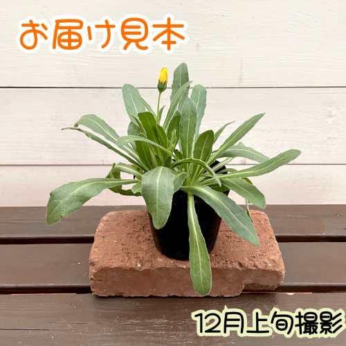キンセンカ 耐寒性カレンデュラ 3号(直径9cm) ポット苗 1株 冬知らず