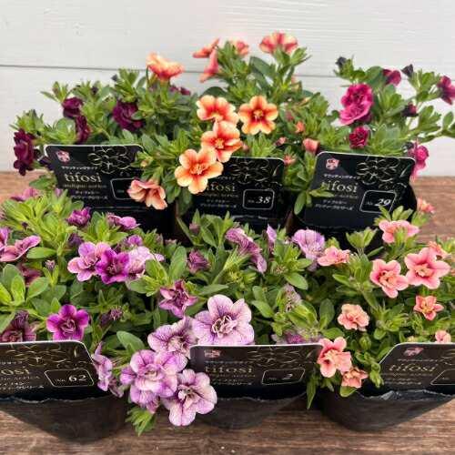 カリブラコア マウンティングタイプ ティフォシー アンティーク