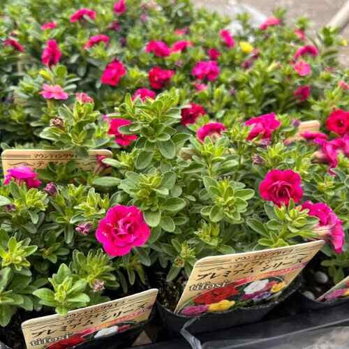 カリブラコア マウンティングタイプ ティフォシープレミアムシリーズ