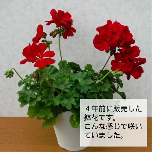ゼラニウム 花 苗 カリオペ ゼラニューム 5号 鉢植え 4年物 ギフトには不向きです 自家需要向け N Calliope5 イングの森 花 苗 育て方 通販 Yahoo ショッピング