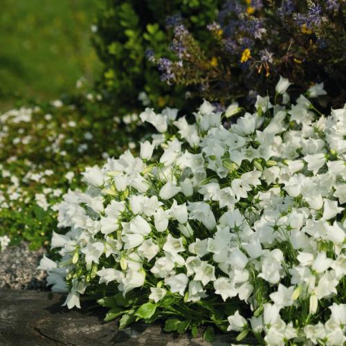 カンパニュラ 花 苗 アルパインブリーズシリーズ 1株 寄せ植え 釣鐘草 ツリガネソウ 鉢 宿根草 イングリッシュガーデン N Campa Ap イングの森 花 苗 球根 育て方 通販 Yahoo ショッピング