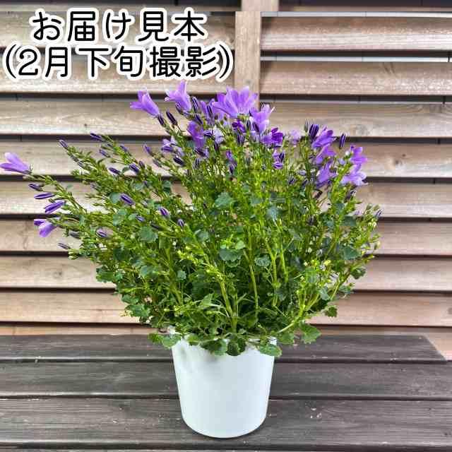 宿根草 カンパニュラ ゲットミー 4号鉢（直径12cm） 1株