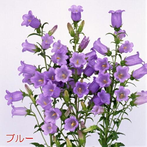 カンパニュラ メイシリーズ 2株セット 耐寒性1 2年草 切り花 花壇 イングリッシュガーデン 寄せ植え N Campanula Mei イングの森 花 苗 育て方 通販 Yahoo ショッピング