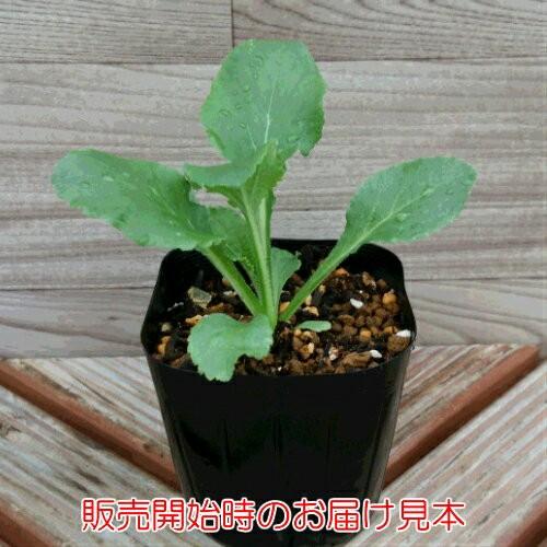 カンパニュラ メイシリーズ 2株セット 耐寒性1 2年草 切り花 花壇 イングリッシュガーデン 寄せ植え N Campanula Mei イングの森 花 苗 育て方 通販 Yahoo ショッピング