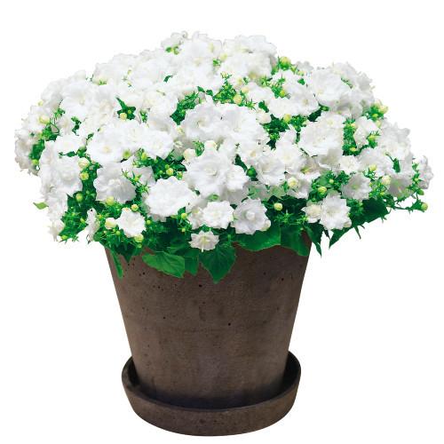 カンパニュラ ホワイトライクミー 花 苗 八重咲き 春 夏 秋 宿根草 １株 N Campanula Whitelikemee イングの森 花 苗 球根 育て方 通販 Yahoo ショッピング
