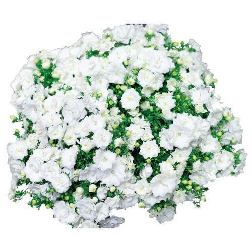 カンパニュラ ホワイトライクミー 68 Off 花 苗 八重咲き 宿根草 秋 春 夏 １株