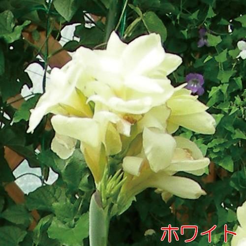 カンナ 花 苗 夏 宿根草 トロピカル シリーズ １株 鉢植え 庭 育て方の説明書付き N Canna イングの森 花 苗 育て方 通販 Yahoo ショッピング