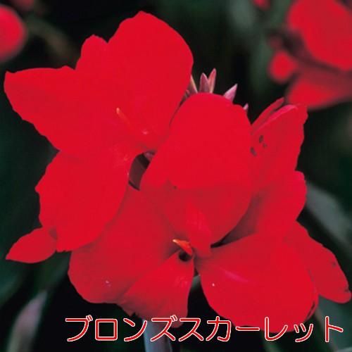 カンナ 花 苗 夏 宿根草 トロピカル シリーズ 3.5号ポット 1株