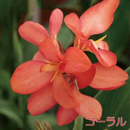 カンナ 花 苗 夏 宿根草 トロピカル シリーズ 3.5号ポット 1株 鉢植え 