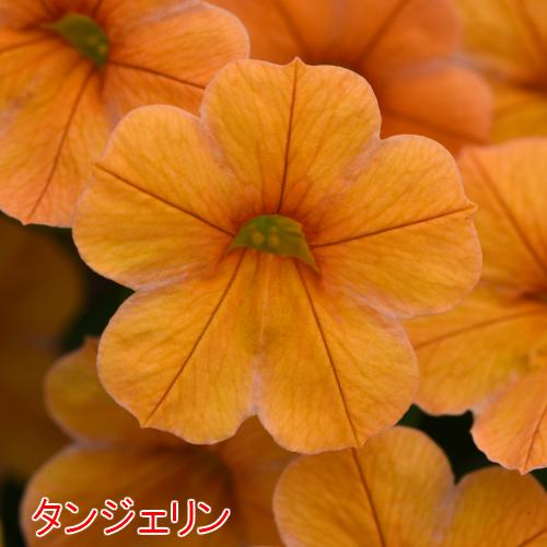 カリブラコア チャチャ 花 苗 タンジェリン 春 夏 秋 9cmポット 1株 多年草 寄せ植え 鉢 ガーデニング カラフル ハンギング N Carib Cht イングの森 母の日 プレゼント ギフト 花 通販 Yahoo ショッピング