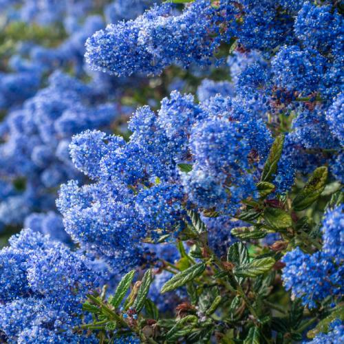 KaiLee　セアノサス　カルフォルニア　ライラック　 セット セアノサス（カリフォルニアライラック） ヘンリーデスフォッセ 4.5号