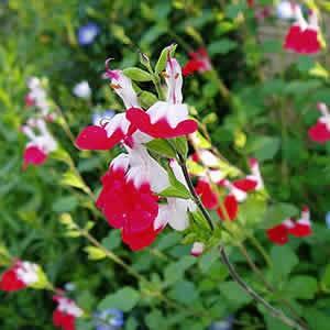 宿根草 チェリーセージ ホットリップス １株 N Cherrysage Hotlips イングの森 花 苗 球根 育て方 通販 Yahoo ショッピング