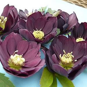 クリスマスローズ 苗 花 八重咲き ブラック 黒系ダブル 9cm クリスマスローズ 苗 花 八重咲き ブラック 黒系ダブル 9cm