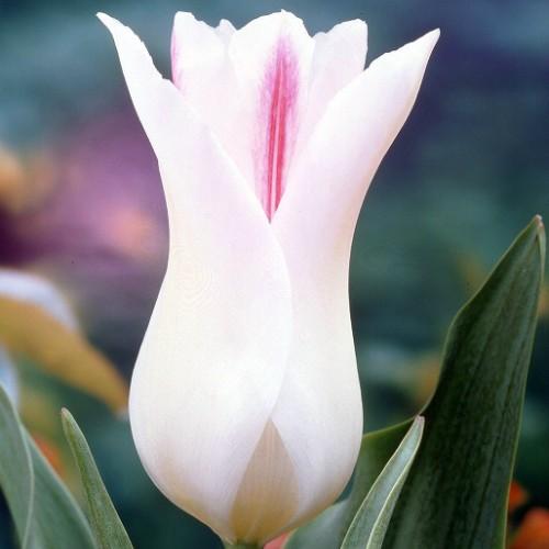 チューリップ 球根 花 秋植え 冬植え ホーランドチック ユリ咲き プランター1杯分 球パック N Chu Antw イングの森 花 苗 育て方 通販 Yahoo ショッピング