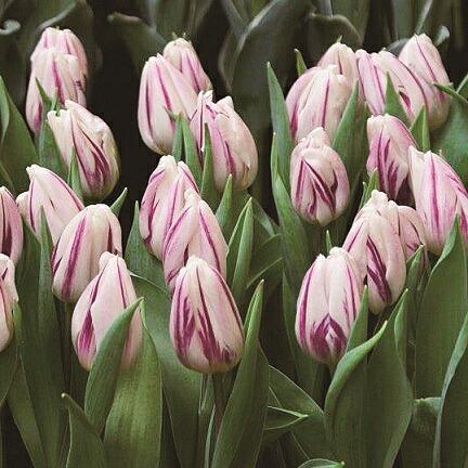 チューリップ フレーミングフラッグ 一重咲き 22球パック 秋植え 冬