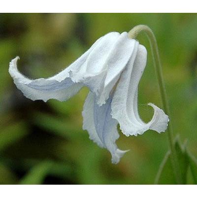 クレマチス アルバ 4 5号サイズポット花 苗 育て方の説明書付き N Clema Alb イングの森 花 苗 育て方 通販 Yahoo ショッピング