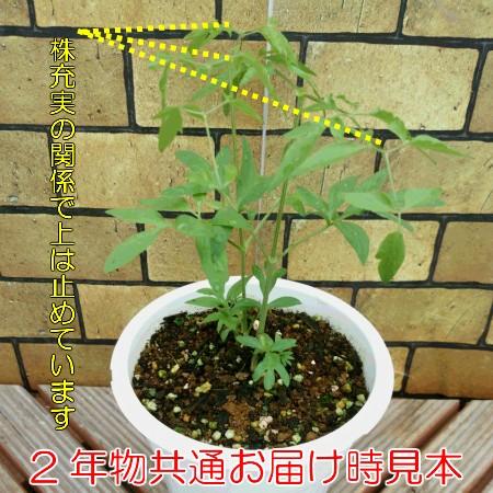 クレマチス 花 苗 生育2年生以上株 チャンス 5号鉢 育て方の説明書付き N Clema Chance5 イングの森 花 苗 育て方 通販 Yahoo ショッピング