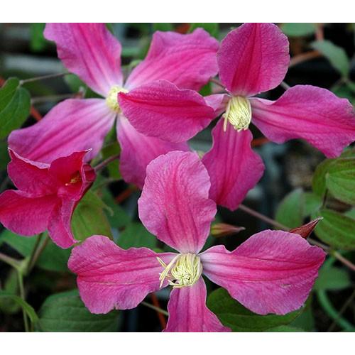 クレマチス 花 苗 インスピレーション Pvp 4 5号サイズ2年生ポット N Clema Insp イングの森 花 苗 球根 育て方 通販 Yahoo ショッピング